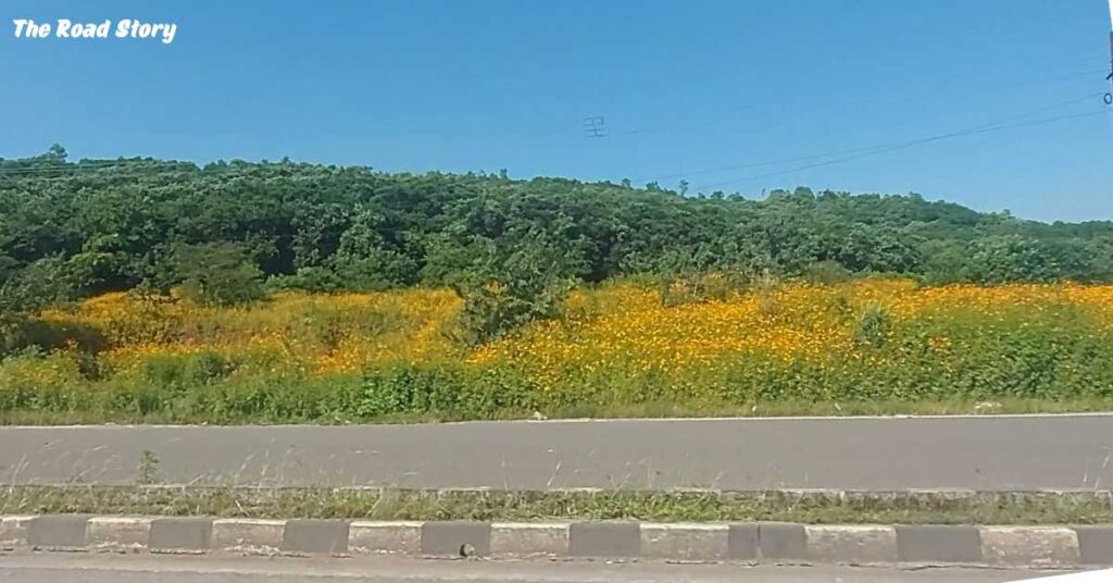 Pune to Mahabaleshwar By Road - Orange Flowers